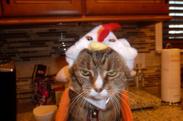 turkey outfit for cats