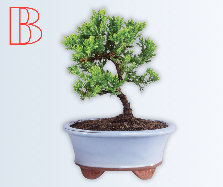 Small Bonsai Tree