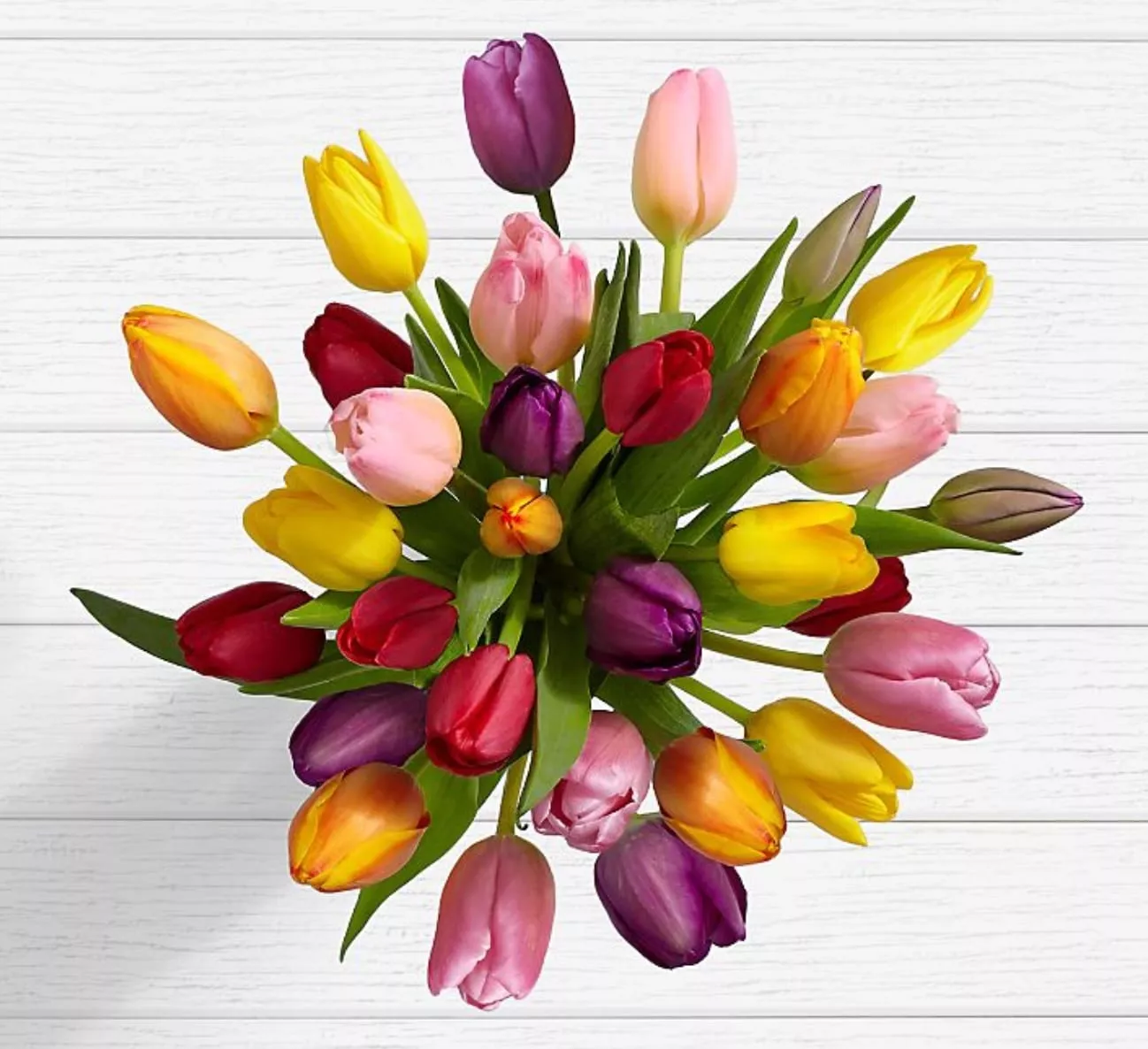 Multi Colored Tulips